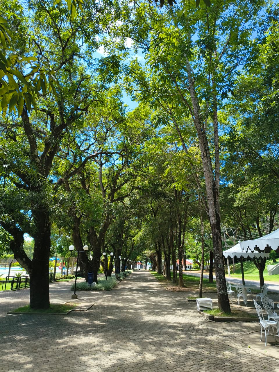 Campo verde ao amanhecer na fazenda