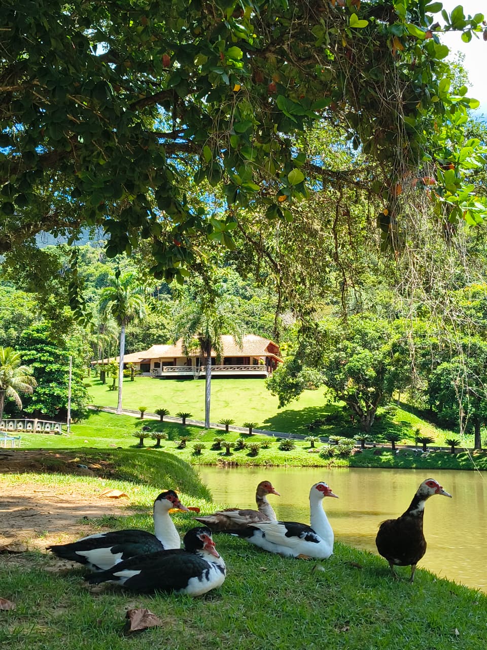 Lago natural cercado de árvores